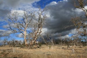 Dutton dieback Nov 08 014