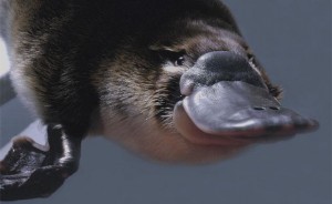 Platypus Photo