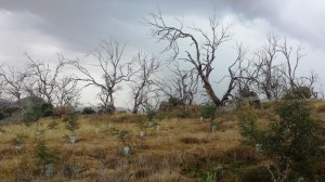 Dieback with revegetation in foreground