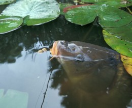 Carp2