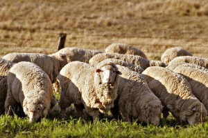 Prograze Sheep