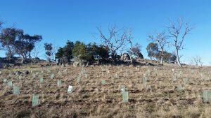 Reveg site at Kelton Plain June 2016