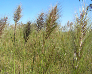 native grasses