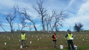 onservation Volunteers Australia putting on tree guards critical for seedling survival. 
