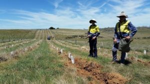 Monaro Native Tree Nursery, Michael Platts and helper Sean Brooks planting to re-create some necessary connectivity.