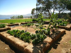 Jindaybyn Community Garden main photo